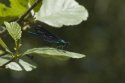 Beautiful demoiselle