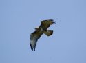 Buzzard