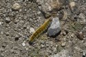 Grass Eggar Caterpillar