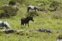 Dartmoor Pony