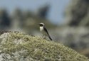 Eastern Black Eared Wheatear