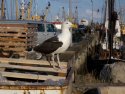 Great Black Backed Gull