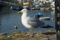 Herring Gull