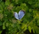 Holly Blue