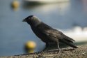 Jackdaw