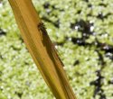 Large Red Damselfly