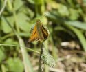 Large Skipper