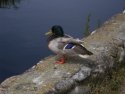 Mallard