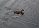 Moorhen