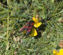 Six Spot Burnet Moth