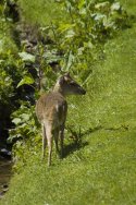 Muntjac