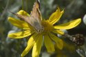 Painted Lady