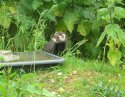 Polecat