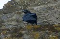Raven