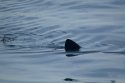 Basking Shark