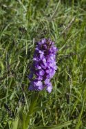 Southern Marsh Orchid