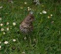 Song Thrush
