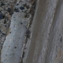 Scilly Shrew