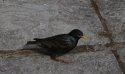 Starling