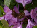 speckled wood ssp insula