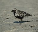 Black Bellied Plover