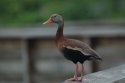 Black Bellied Whistling Duck