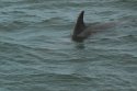 Bottlenose Dolphin