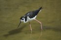 Black necked Stilt