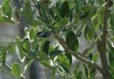 Blackpoll Warbler