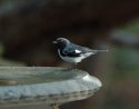 Black Throated Blue Warbler