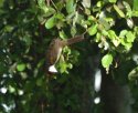 Red Whiskered Bulbul