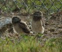 Burrowing Owl