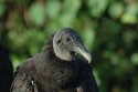 Black Vulture