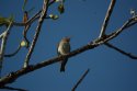 Black Whiskered Vireo