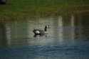 Plastic Canada Goose