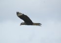 Crested Caracara