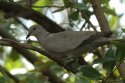 Collard Dove