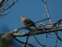 Common Ground Dove