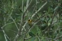 Cape May Warbler