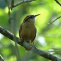 Carolina Wren