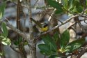 Common Yellowthroat