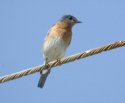 Eastern Bluebird