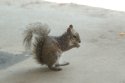 Eastern Grey Squirrel