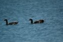 Egyptian Geese