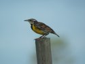 Eastern meadowlark