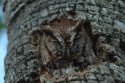 Eastern Screech Owl