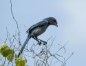 Florida Scrubjay