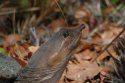 Florida Softshell Turtle