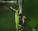 Green Anole