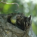 Great Crested Flycatcher